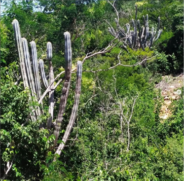 Caatinga verde